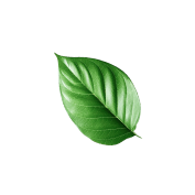 leafe