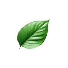 leafe